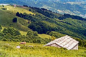 Monte Baldo (Trentino) - declivi a pascolo interrotti da isolati alberi.